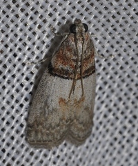 Sciota rhenella