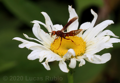 Montezumia ferruginea