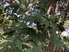 Astronium graveolens