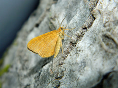 Macaria brunneata