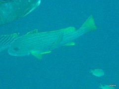 Plectorhinchus chrysotaenia