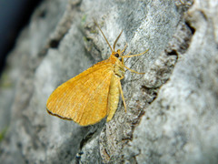 Macaria brunneata