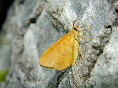 Macaria brunneata