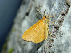 Macaria brunneata