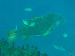 Lethrinus erythracanthus