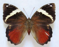 Opsiphanes quiteria