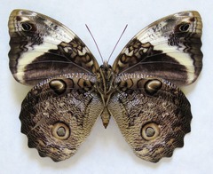 Opsiphanes quiteria