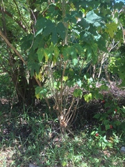 Cnidoscolus aconitifolius