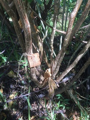 Cnidoscolus aconitifolius