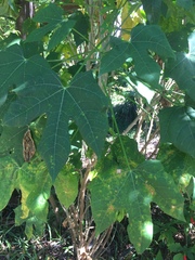 Cnidoscolus aconitifolius