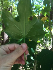Cnidoscolus aconitifolius