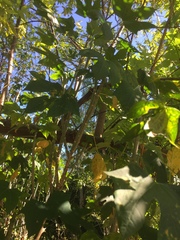 Cnidoscolus aconitifolius