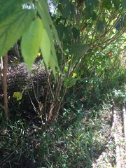 Cnidoscolus aconitifolius