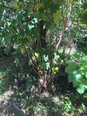 Cnidoscolus aconitifolius