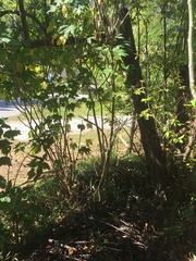 Cnidoscolus aconitifolius