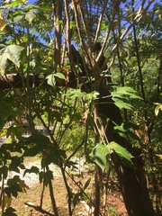 Cnidoscolus aconitifolius