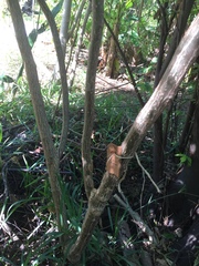 Cnidoscolus aconitifolius