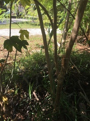 Cnidoscolus aconitifolius