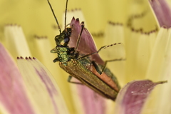 Oedemera nobilis