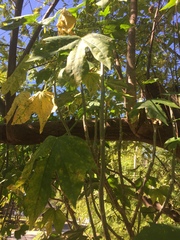 Cnidoscolus aconitifolius