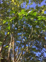 Cnidoscolus aconitifolius