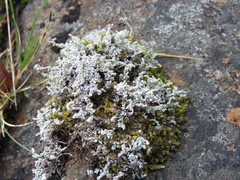 Stereocaulon vesuvianum