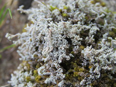 Stereocaulon vesuvianum