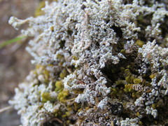 Stereocaulon vesuvianum