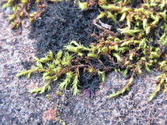 Racomitrium fasciculare