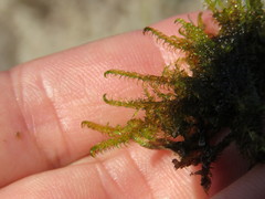 Scorpidium cossonii