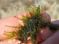 Scorpidium cossonii