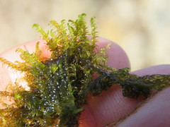 Scorpidium cossonii