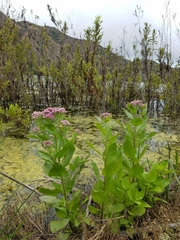 Pluchea odorata odorata