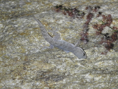 Hemidactylus