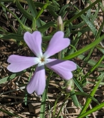 Phlox woodhousei