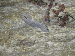 Hemidactylus