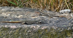 Podarcis muralis muralis