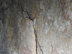 Psammophilus dorsalis