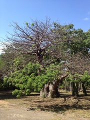 Adansonia