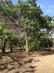 Pseudobombax septenatum