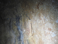 Psammophilus dorsalis