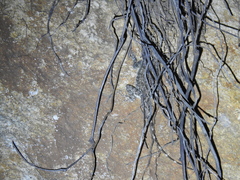 Psammophilus dorsalis