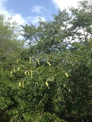 Hymenaea