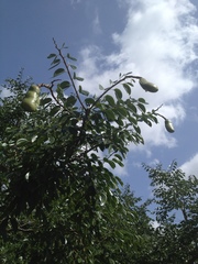 Hymenaea