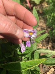 Solanum muricatum