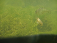 Alburnoides bipunctatus