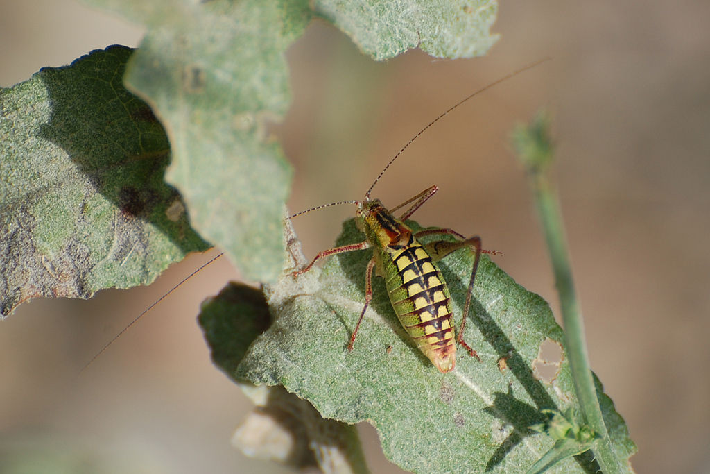 Zwick's Bright Bush-cricket