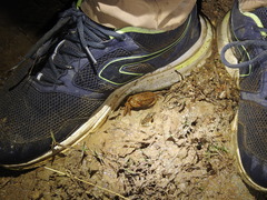 Oziotelphusa wagrakarowensis