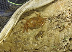 Oziotelphusa wagrakarowensis