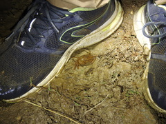 Oziotelphusa wagrakarowensis